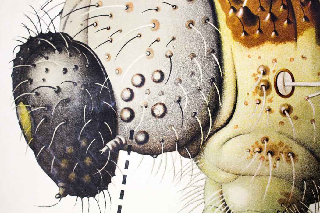 Raupe, Paul Pfurtscheller Zoological Wall Chart, Caterpillar, 1908 - Josef und Josefine