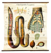 Regenwurm, Wall Chart Earth Worm, by Dr. Paul Pfurtscheller, 1906 - Josef und Josefine