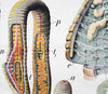 Regenwurm, Wall Chart Earth Worm, by Dr. Paul Pfurtscheller, 1906 - Josef und Josefine