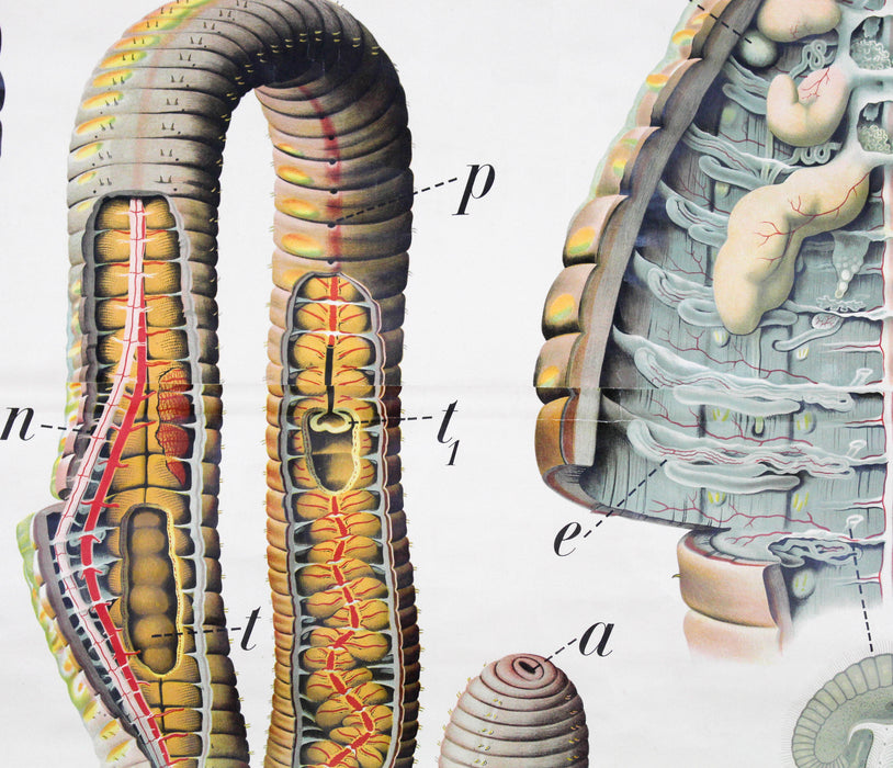 Regenwurm, Wall Chart Earth Worm, by Dr. Paul Pfurtscheller, 1906 - Josef und Josefine