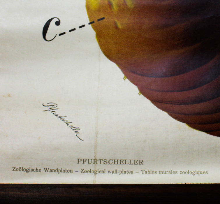 Regenwurm, Wall Chart Earth Worm, by Dr. Paul Pfurtscheller, 1906 - Josef und Josefine