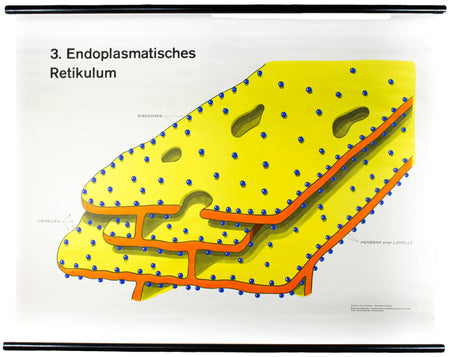 Endoplasmatisches Retikulum, Wall Chart by Dr. H. Kaudewitz for Westermann, 1968 - Josef und Josefine