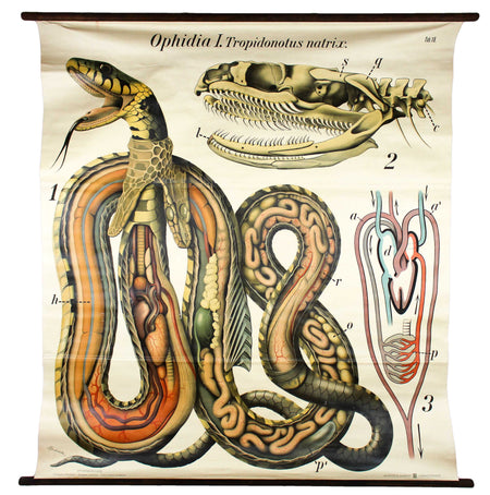 Schlange, Grass Snake by Paul Pfurtscheller, 1920 - Josef und Josefine