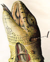 Saurian Wall Chart by Paul Pfurtscheller, 1929 - Josef und Josefine