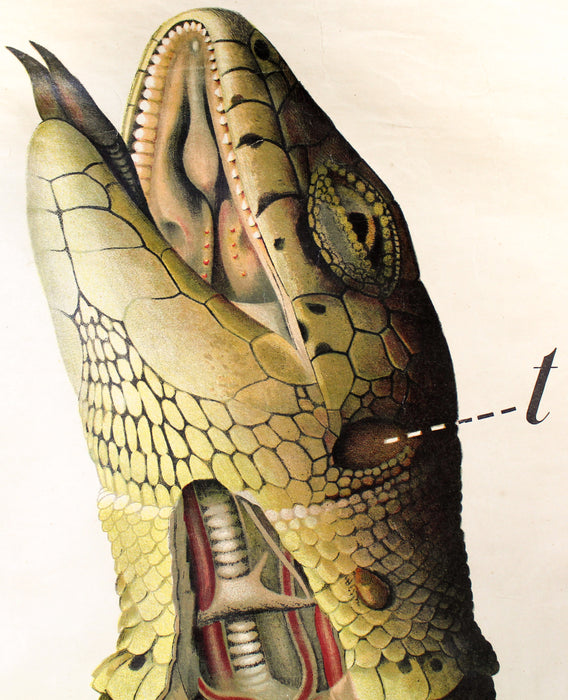 Saurian Wall Chart by Paul Pfurtscheller, 1929 - Josef und Josefine