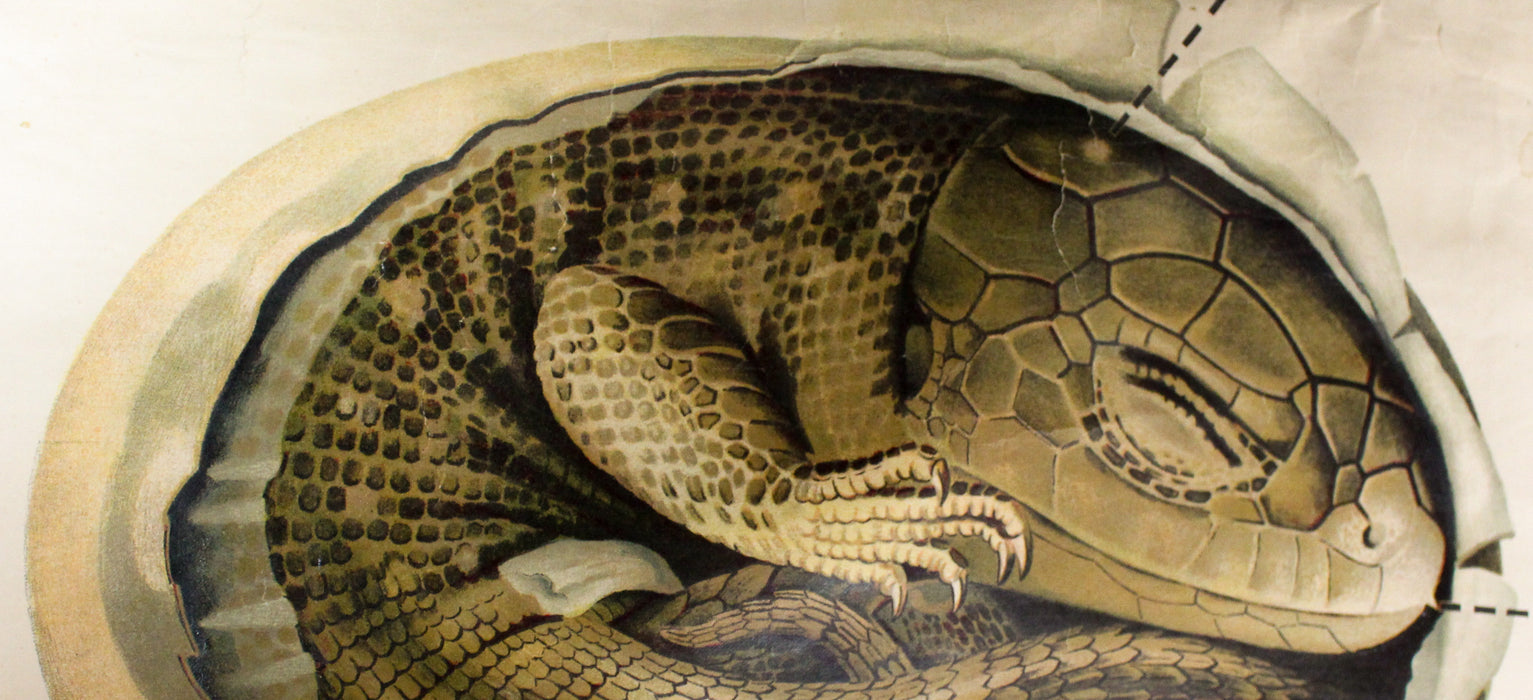 Saurian Wall Chart by Paul Pfurtscheller, 1929 - Josef und Josefine