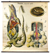 Saurian Wall Chart by Paul Pfurtscheller, 1929 - Josef und Josefine