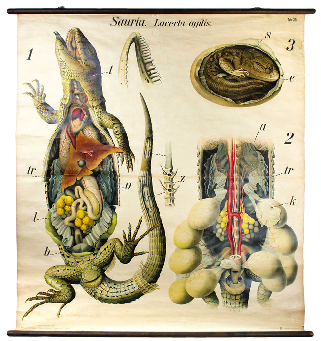 Saurian Wall Chart by Paul Pfurtscheller, 1929 - Josef und Josefine