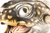 Schildkröte, Vintage Wall Chart Turtle by Paul Pfurtscheller, 1913 - Josef und Josefine