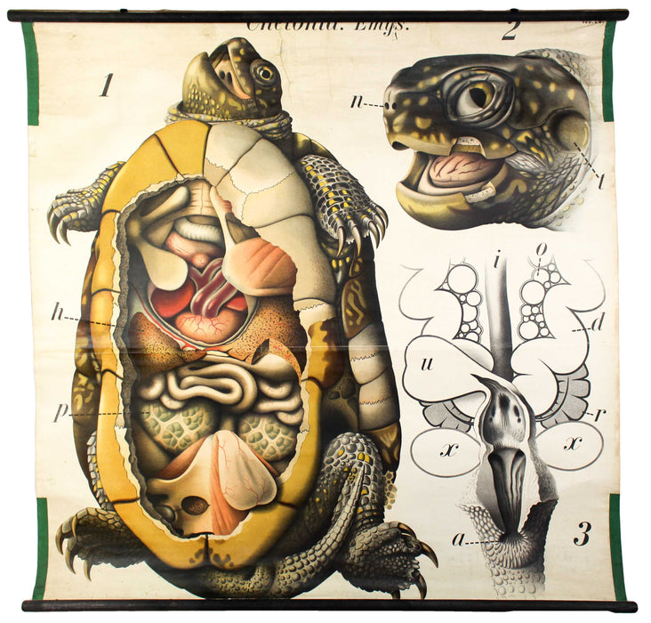 Schildkröte, Vintage Wall Chart Turtle by Paul Pfurtscheller, 1913 - Josef und Josefine
