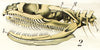 Schlange, Grass Snake by Paul Pfurtscheller, 1920 - Josef und Josefine