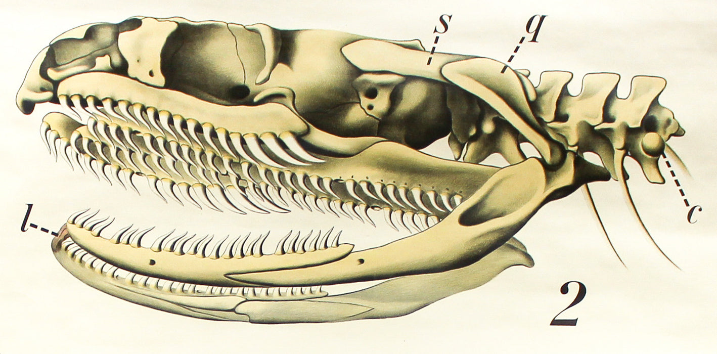 Schlange, Grass Snake by Paul Pfurtscheller, 1920 - Josef und Josefine