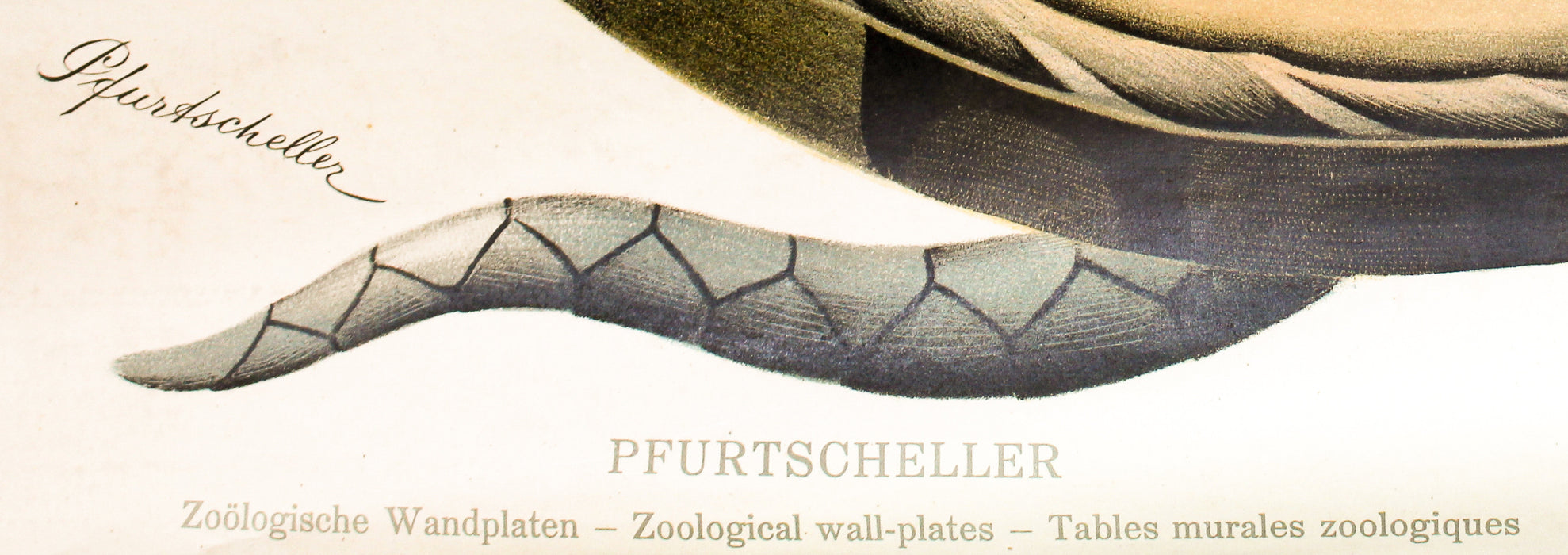 Schlange, Grass Snake by Paul Pfurtscheller, 1920 - Josef und Josefine