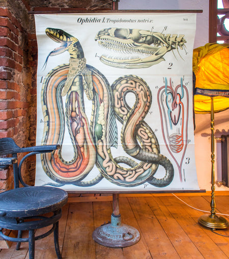 Schlange, Grass Snake by Paul Pfurtscheller, 1920 - Josef und Josefine