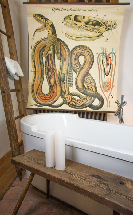 Schlange, Grass Snake by Paul Pfurtscheller, 1920 - Josef und Josefine