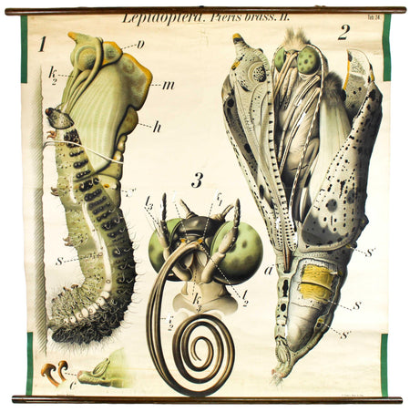 Butterfly, Schmetterling, Leptaopterian Wall Chart by Paul Pfurtscheller, 1907 - Josef und Josefine