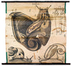 Schnecke, slug,  Gastropoda, Wall Chart by Paul Pfurtscheller, 1902 - Josef und Josefine