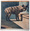 Hyäne, hyena, Schönbrunn Series, Vintage Wall Chart, 1916 - Josef und Josefine