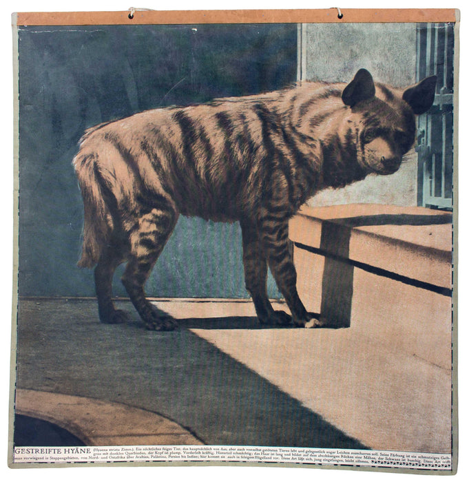 Hyäne, hyena, Schönbrunn Series, Vintage Wall Chart, 1916 - Josef und Josefine