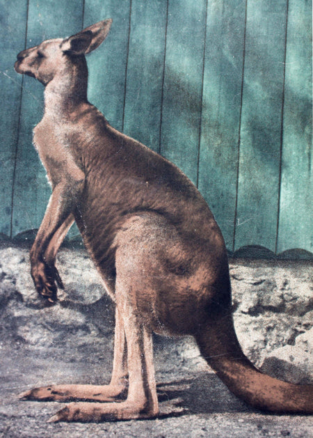 Känguru, kangaroo, Schönbrunn Series, Vintage Wall Chart, 1916 - Josef und Josefine