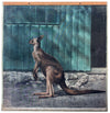Känguru, kangaroo, Schönbrunn Series, Vintage Wall Chart, 1916 - Josef und Josefine