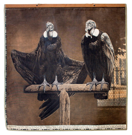 Kondor, condor, Vintage Wall Chart, Schönbrunn Series, 1916 - Josef und Josefine