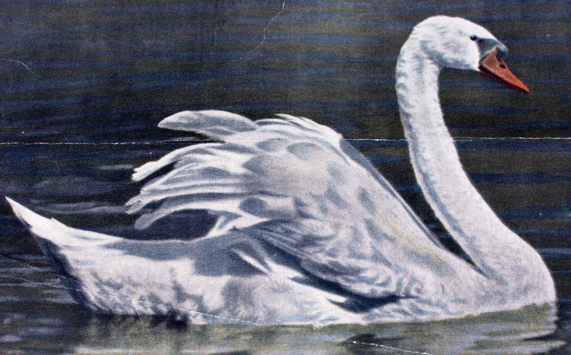 Schwan, swan, Schönbrunn Series, Vintage Wall Chart, 1916 - Josef und Josefine