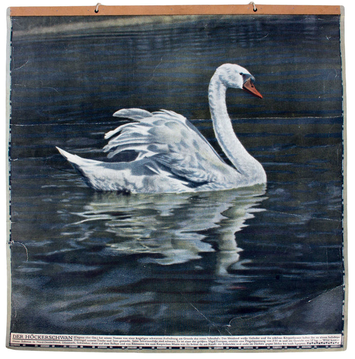 Schwan, swan, Schönbrunn Series, Vintage Wall Chart, 1916 - Josef und Josefine