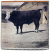 Stier, bull, Schönbrunn Series, Vintage Wall Chart, 1916 - Josef und Josefine
