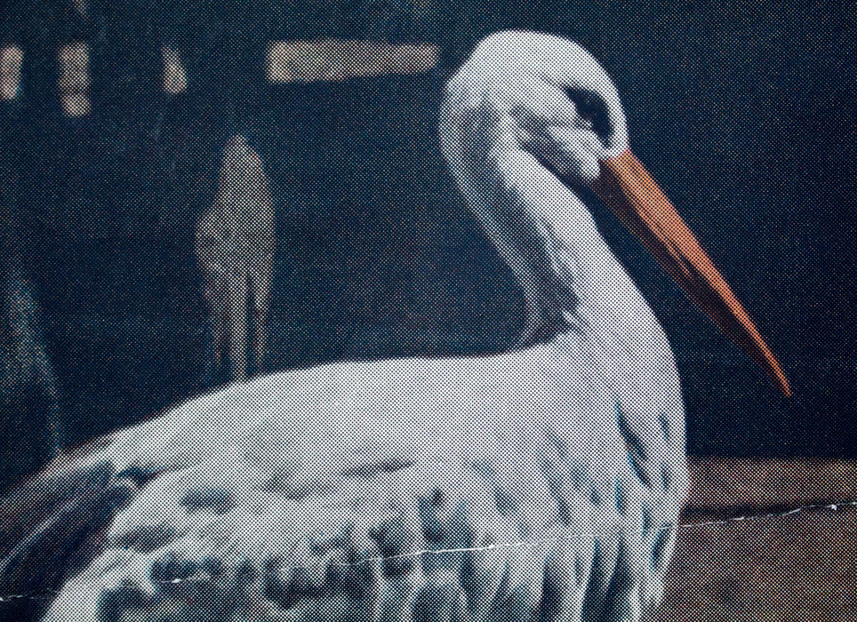 Storch, stork, Vintage Wall Chart, Schönbrunn Series, 1916 - Josef und Josefine