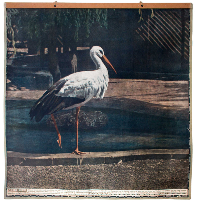 Storch, stork, Vintage Wall Chart, Schönbrunn Series, 1916 - Josef und Josefine