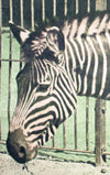 Zebra, zebra, Schönbrunn Series, Vintage Wall Chart, 1916 - Josef und Josefine