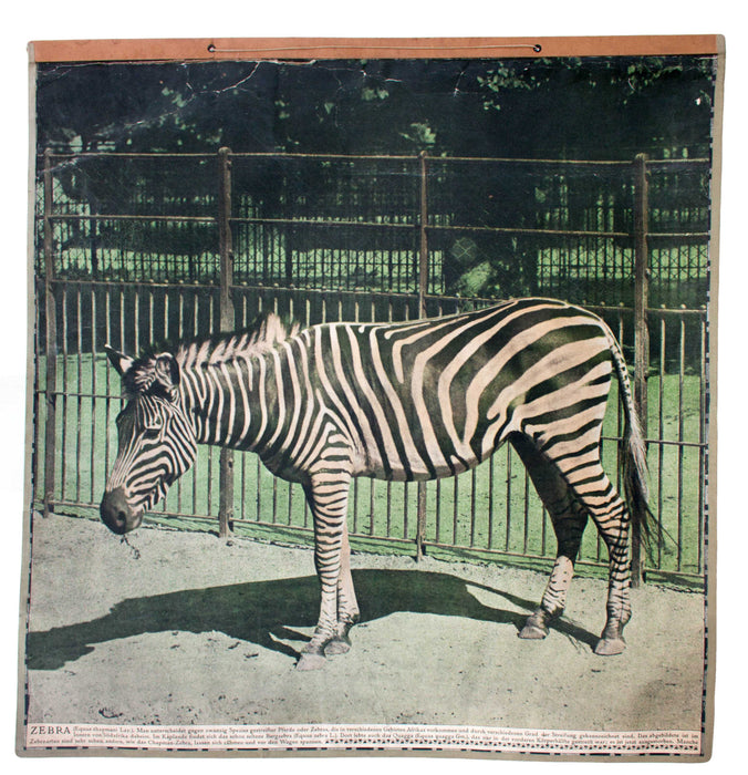 Zebra, zebra, Schönbrunn Series, Vintage Wall Chart, 1916 - Josef und Josefine