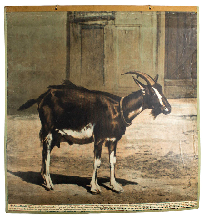 Ziege, goat, Schönbrunn Series, Vintage Wall Chart, 1916 - Josef und Josefine