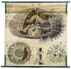 Seeigel, Sea Urchin by Paul Pfurtscheller, 1907 - Josef und Josefine