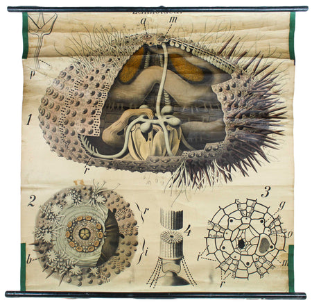 Seeigel, Sea Urchin by Paul Pfurtscheller, 1907 - Josef und Josefine