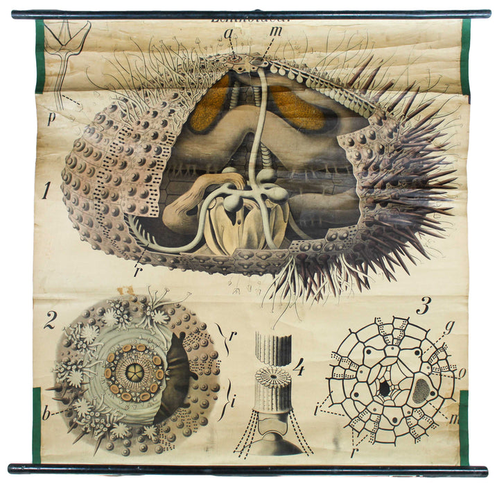 Seeigel, Sea Urchin by Paul Pfurtscheller, 1907 - Josef und Josefine