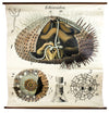 Seeigel, Sea Urchin by Paul Pfurtscheller, 1929 - Josef und Josefine