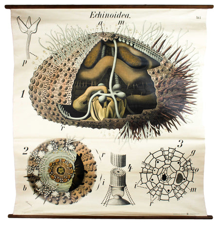 Seeigel, Sea Urchin by Paul Pfurtscheller, 1929 - Josef und Josefine
