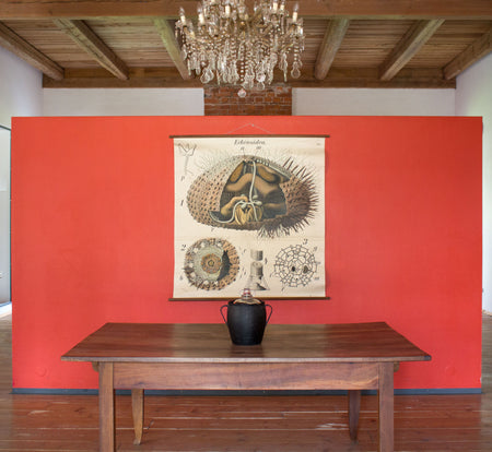 Seeigel, Sea Urchin by Paul Pfurtscheller, 1929 - Josef und Josefine