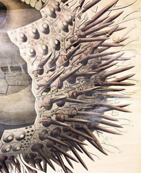 Seeigel, Sea Urchin by Paul Pfurtscheller, 1929 - Josef und Josefine
