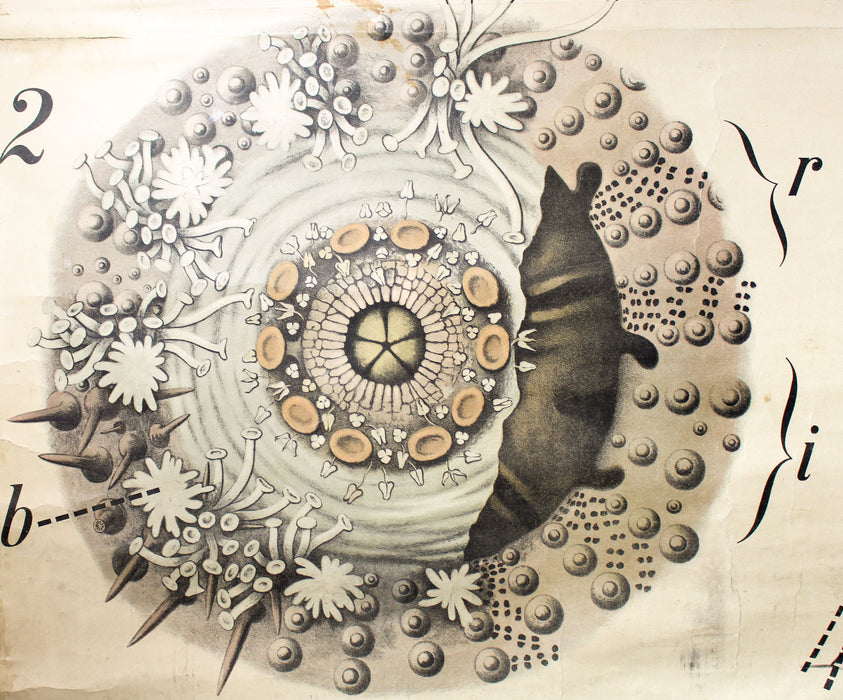 Seeigel, Sea Urchin by Paul Pfurtscheller, 1907 - Josef und Josefine