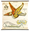 Seestern, Paul Pfurtscheller Zoological Wall Chart, Starfish, 1929 - Josef und Josefine