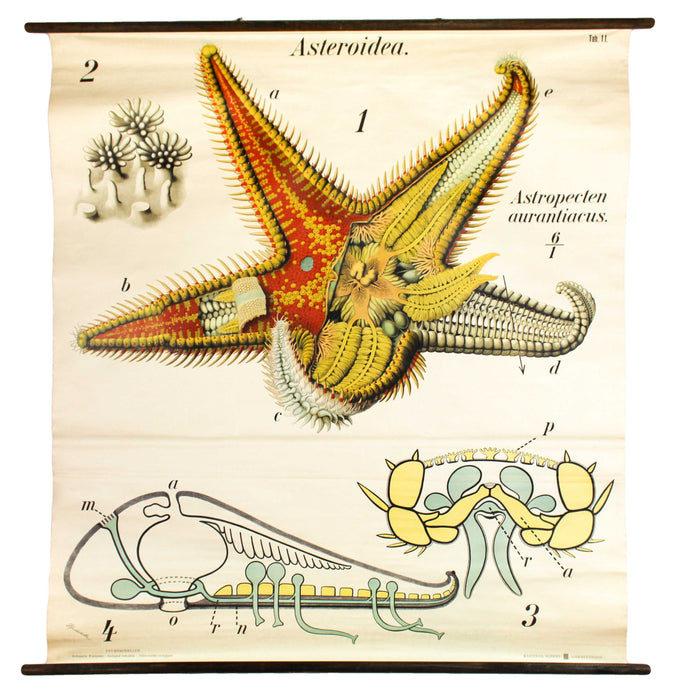 Seestern, Paul Pfurtscheller Zoological Wall Chart, Starfish, 1929 - Josef und Josefine