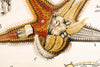 Seestern, Paul Pfurtscheller Zoological Wall Chart, Starfish, 1929 - Josef und Josefine