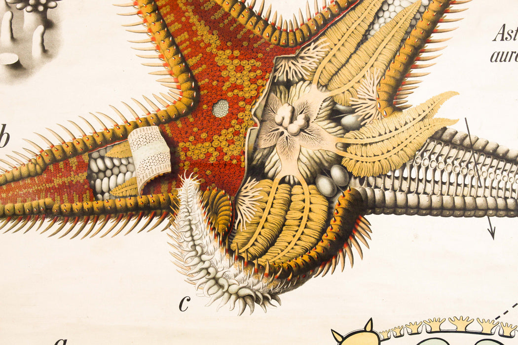 Seestern, Paul Pfurtscheller Zoological Wall Chart, Starfish, 1929 - Josef und Josefine