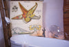 Seestern, Paul Pfurtscheller Zoological Wall Chart, Starfish, 1929 - Josef und Josefine