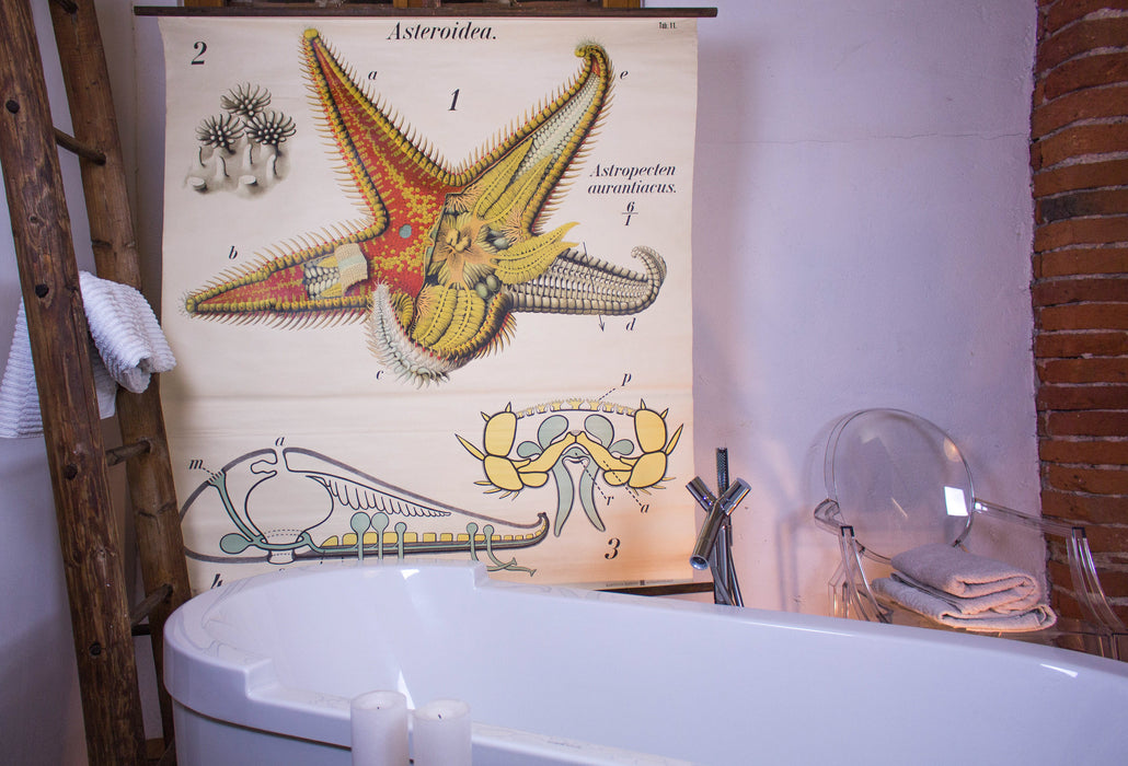 Seestern, Paul Pfurtscheller Zoological Wall Chart, Starfish, 1929 - Josef und Josefine