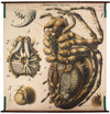 Spinne, Spider Wall Chart by Paul Pfurtscheller, 1910 - Josef und Josefine