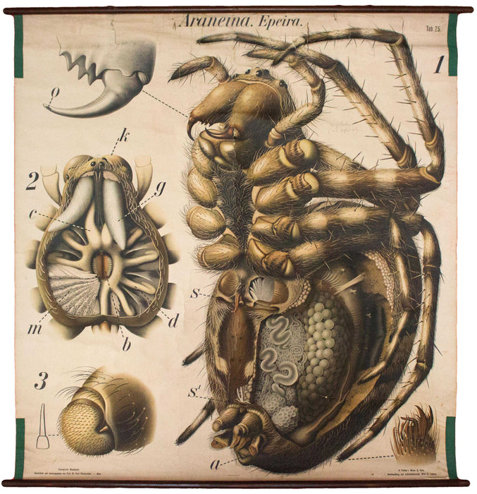 Spinne, Spider Wall Chart by Paul Pfurtscheller, 1910 - Josef und Josefine